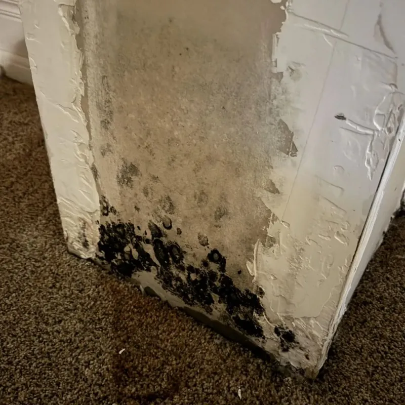 Professional Mold Removal in West Crossett, AR